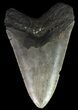 Megalodon Tooth - North Carolina #67293-1